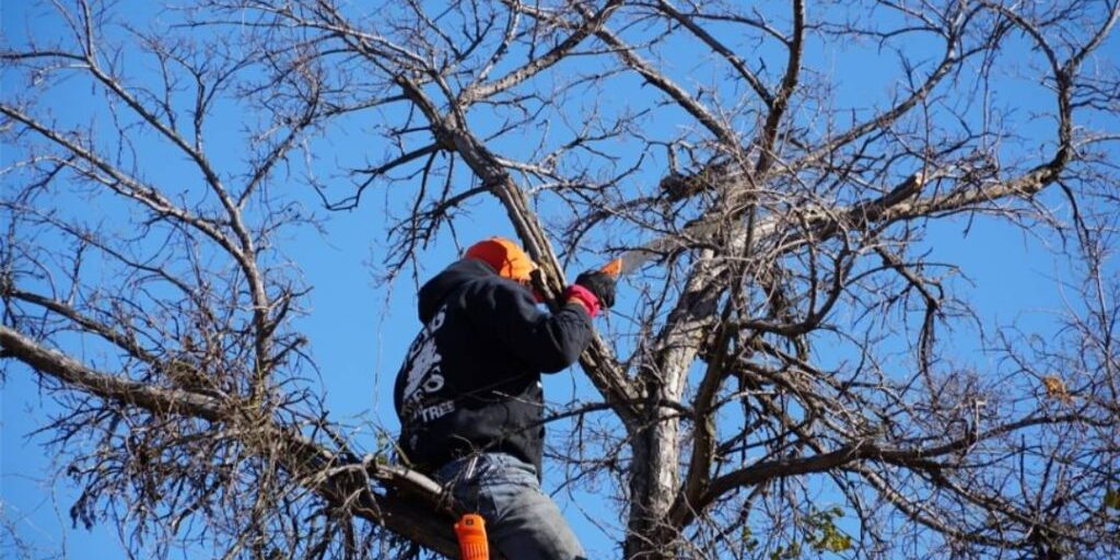 Pruning in Allen, TX