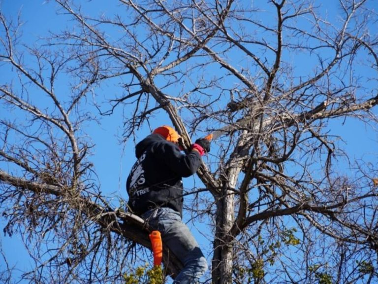 Pruning in Allen, TX